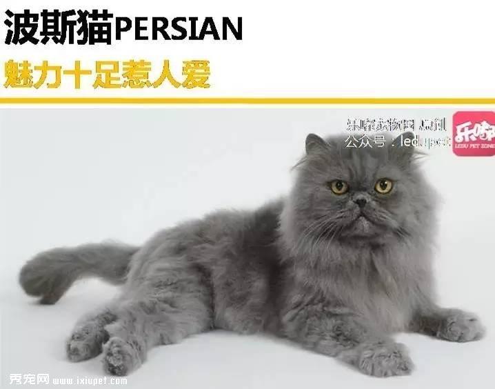 你知道的“蓝猫”有哪几种？