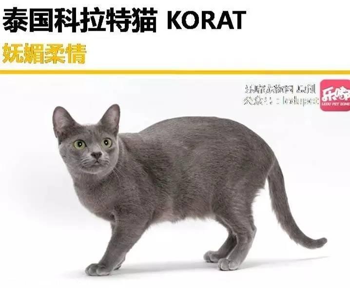 你知道的“蓝猫”有哪几种？