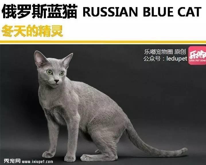 你知道的“蓝猫”有哪几种？