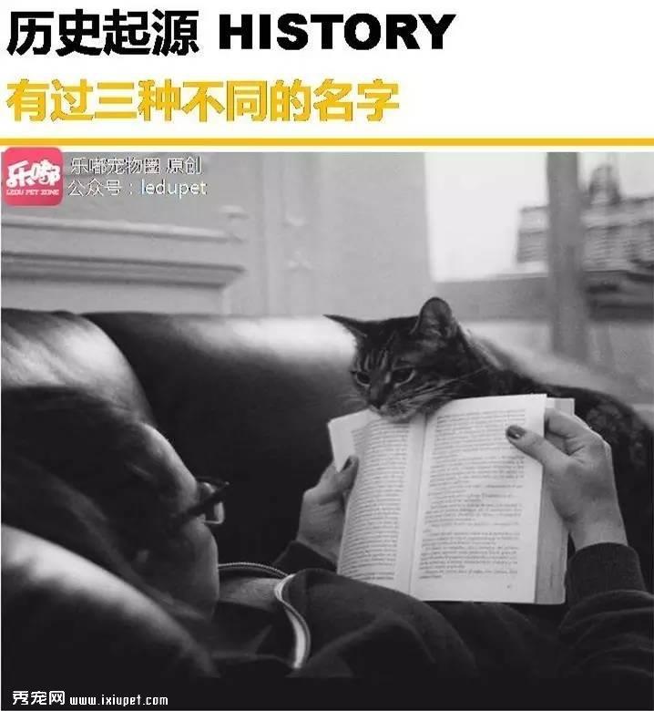你知道的“蓝猫”有哪几种？