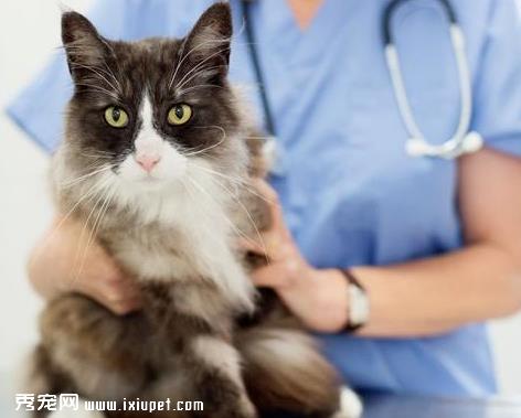 猫咪发烧有哪些症状，应该怎么办？