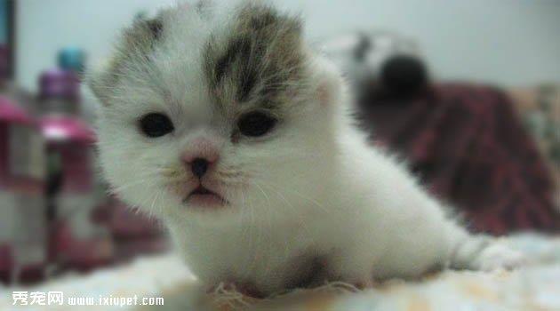 曼切堪猫图片欣赏5
