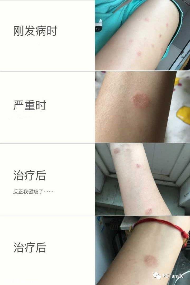 宠物健康小知识——浅谈“猫癣”的治疗与预防