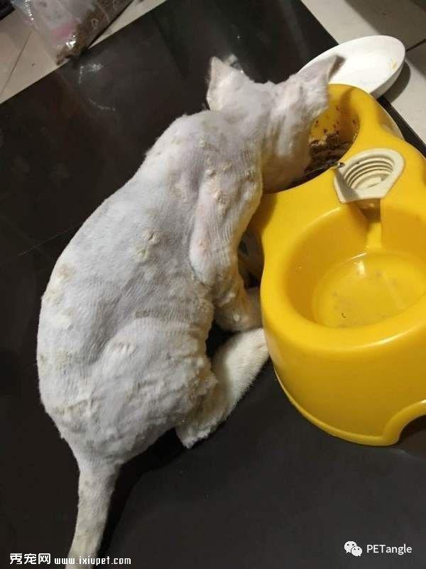宠物健康小知识——浅谈“猫癣”的治疗与预防