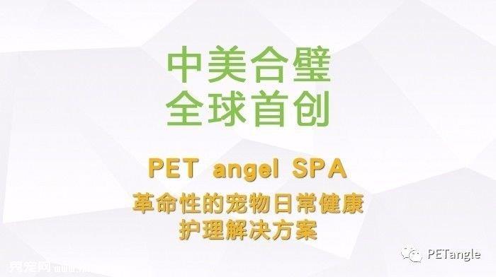 宠物健康小知识——浅谈“猫癣”的治疗与预防