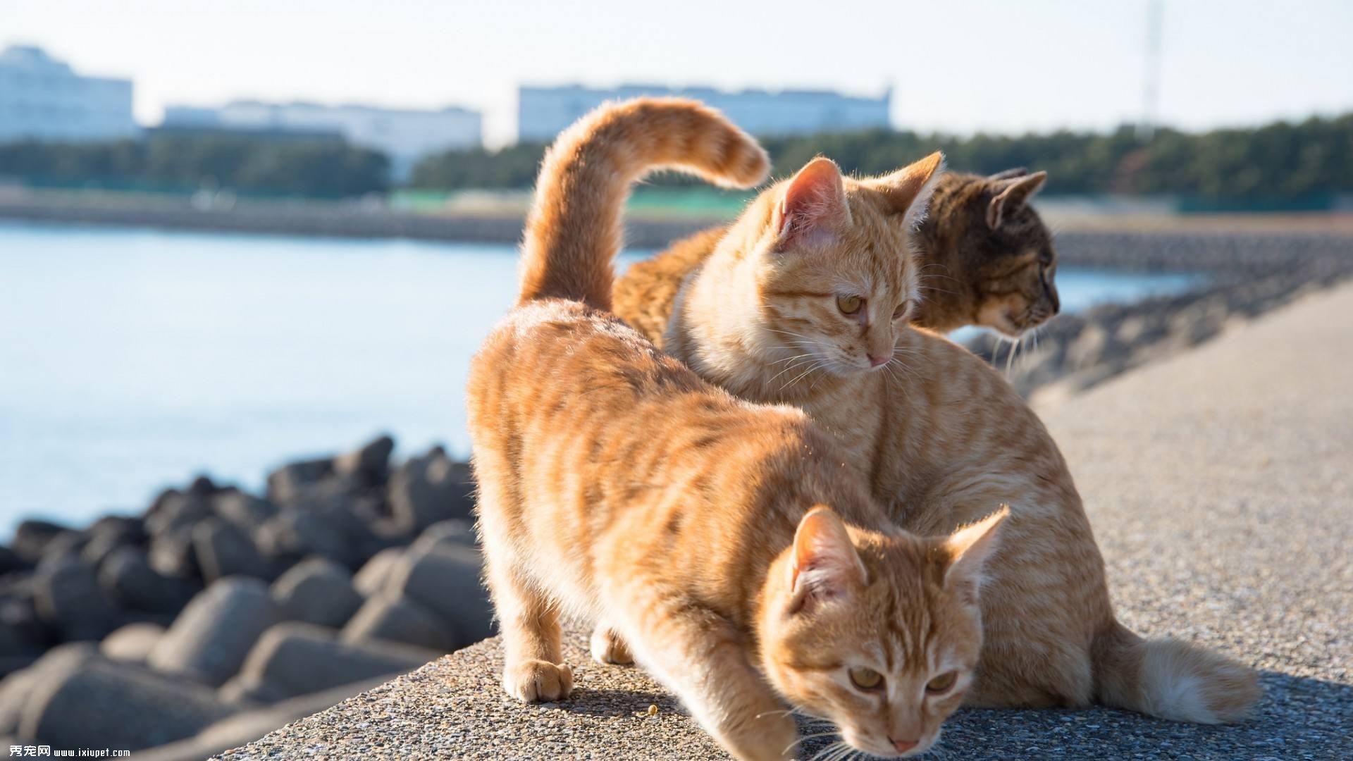 让猫咪自由的放养 宠主注意问题