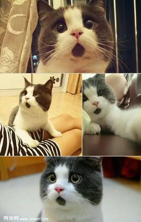猫的血型有哪些？