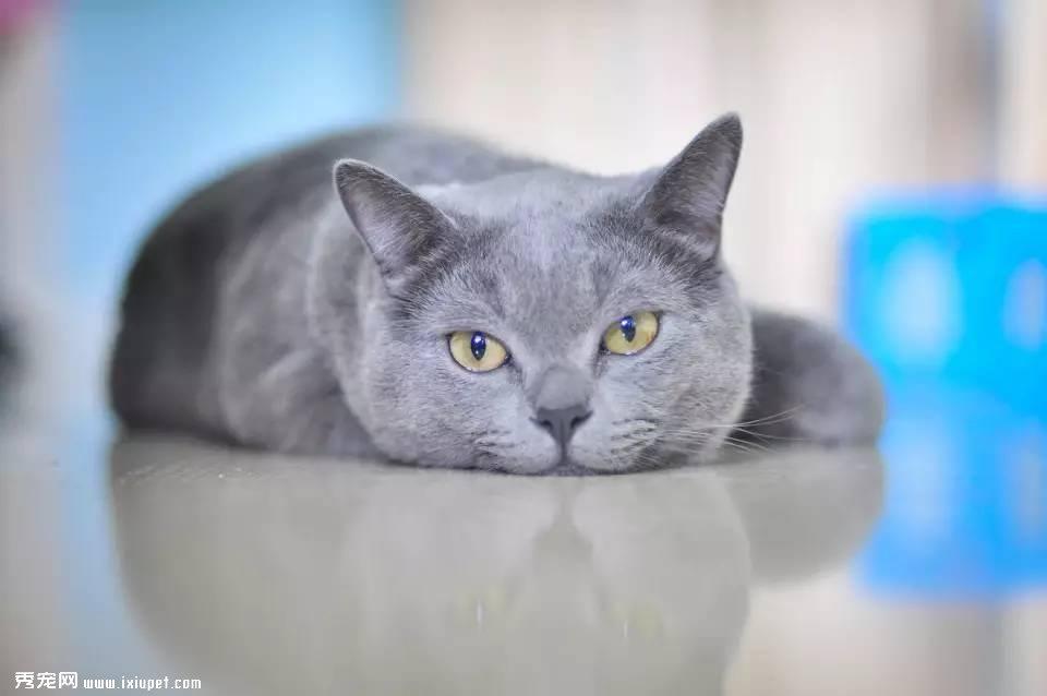【瑞宠病例】一例关于猫泌尿道感染综合症的治疗