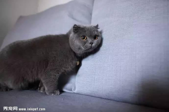 【瑞宠病例】一例关于猫泌尿道感染综合症的治疗