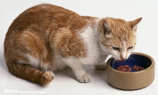 猫狗健康饮食：粮食挑选利弊分析