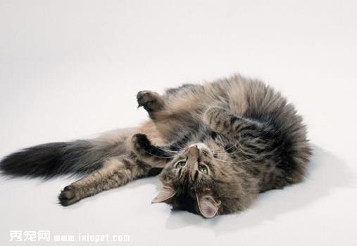 对猫咪过敏 预防症状10大招