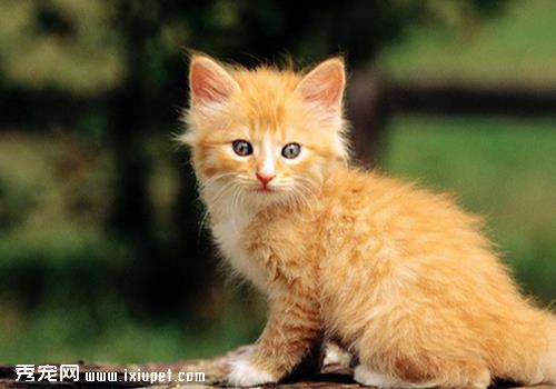 对猫咪过敏 预防症状10大招