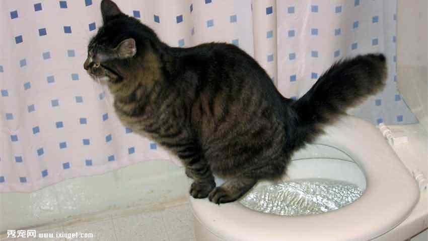 猫,猫咪,猫咪便秘,,猫咪便秘症状,猫咪便秘防治