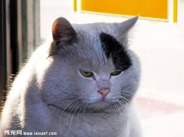 肥胖猫咪减肥 瘦身保健康
