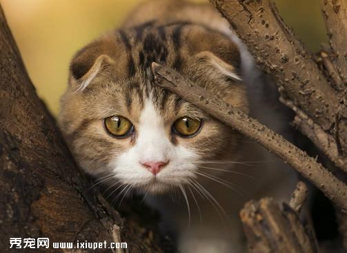 猫咪品种特征 外貌个性让你知