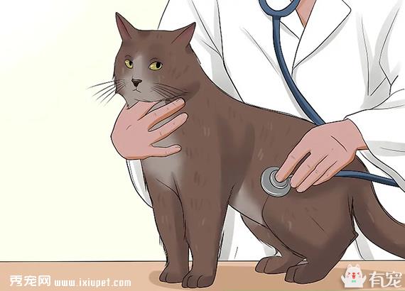 猫咪也会得可怕的白血病