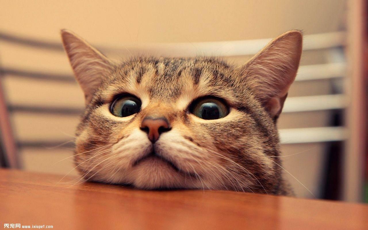 猫咪外出走失 宠主如何防范？