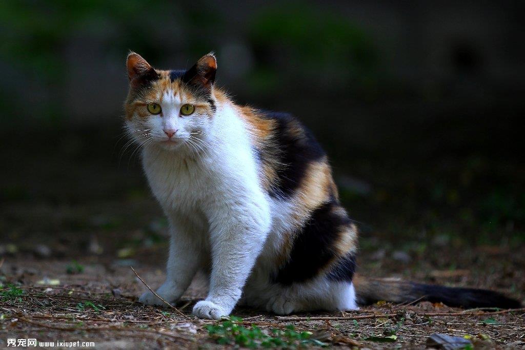 野猫流浪猫区别 认养时注意？