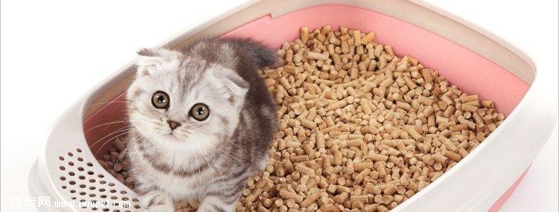 挑选猫砂种类及使用优缺点