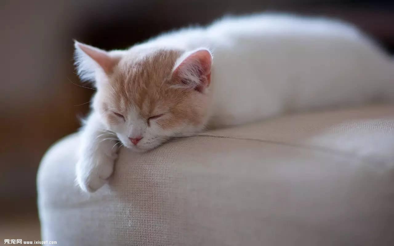 猫咪跳蚤的防治方法
