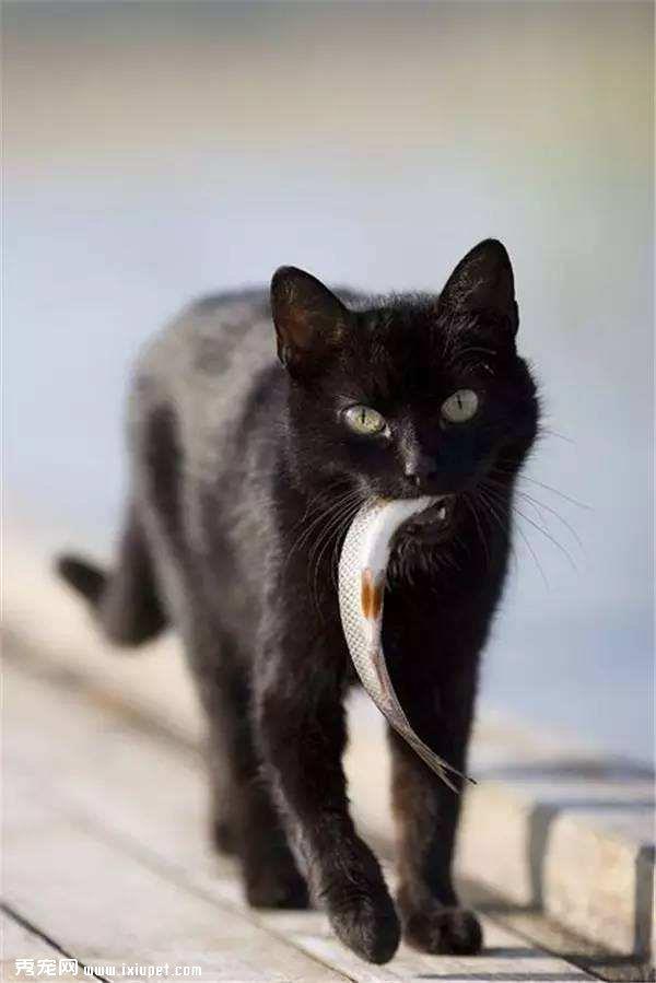 猫咪吃鱼学问大 喂养要注意！