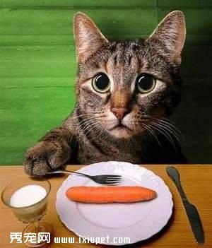 猫咪挑食厌食 纠正进餐习惯