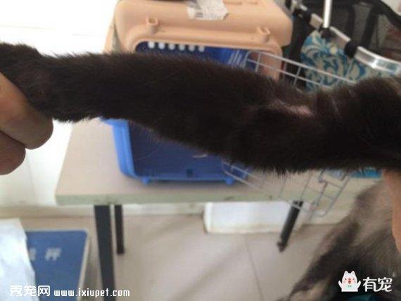 疾病实例：驱虫不及时，猫咪也会得疥螨！