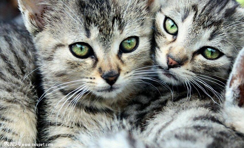 养猫