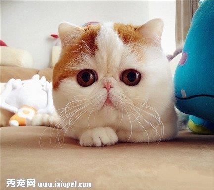折耳猫耳朵护理