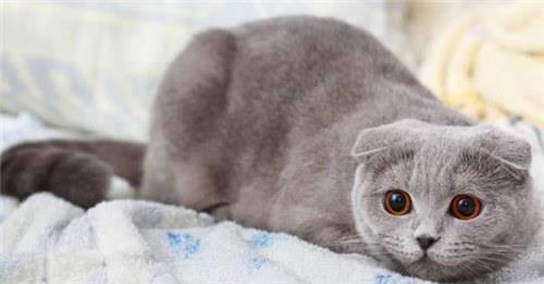 折耳猫拉稀怎么办？导致折耳猫拉稀的原因都有哪些？