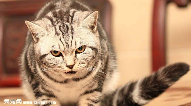银虎斑猫图片欣赏2