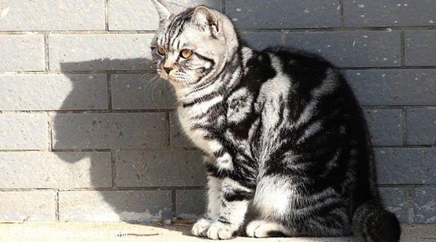 银虎斑猫图片欣赏2