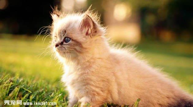 蒂凡尼猫图片欣赏2