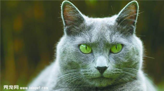 哈瓦那棕猫图片欣赏5