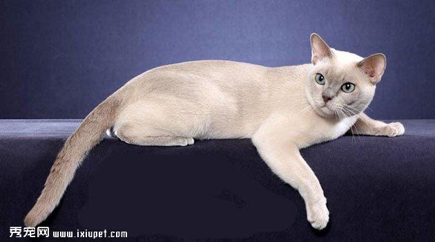 东奇尼猫图片
