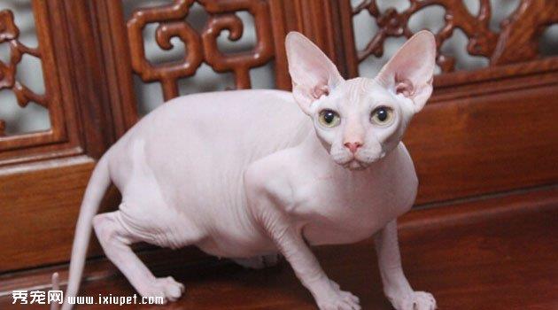 加拿大无毛猫图片欣赏