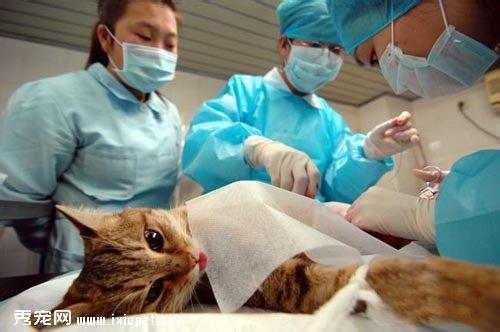 究竟为什么要给猫咪绝育及绝育的顾虑问答