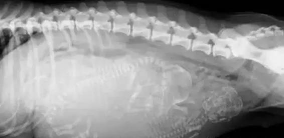 【猫猫假孕】怎么判断猫咪是假孕？