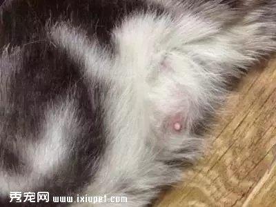 【猫猫假孕】怎么判断猫咪是假孕？