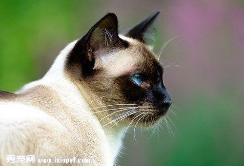 暹罗猫怎么辨别年龄