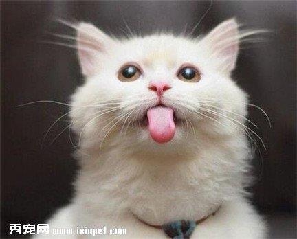 波斯猫突然不吃猫粮是怎么回事？应该怎么办？