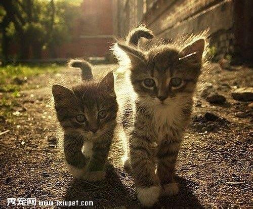 猫的异常排尿解析