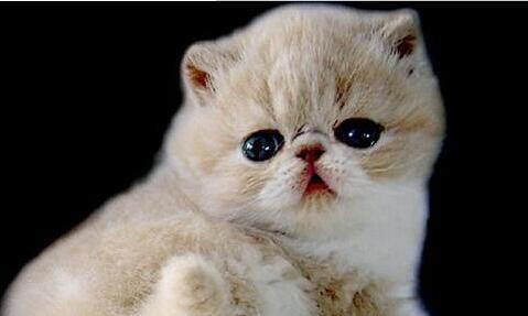 波斯猫要怎么养？
