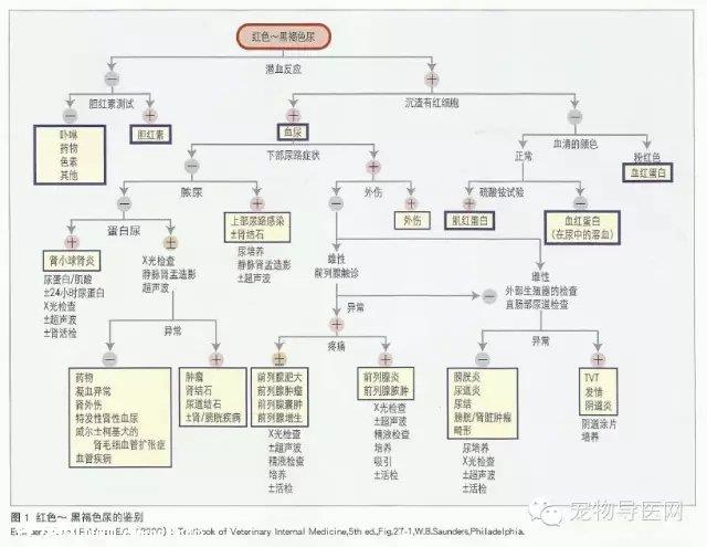 临床犬猫血红尿的鉴别诊断【图解】