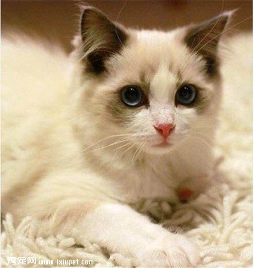 缅因猫最喜欢吃什么？缅因猫的喂食方式【图】