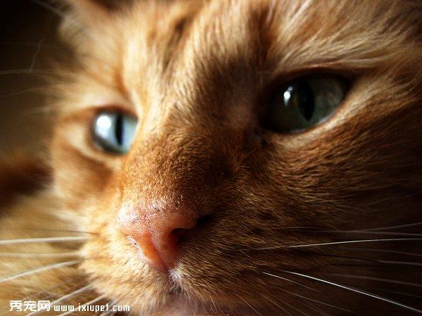 猫咪正在变老的症状有哪些？-蠢萌说
