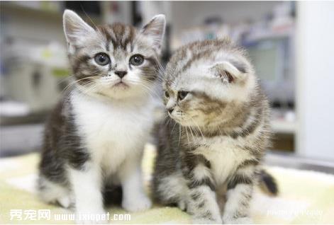 药物中毒的猫猫该如何是好？