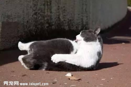 猫的腰特别长，是它们身上最神秘的地方之一