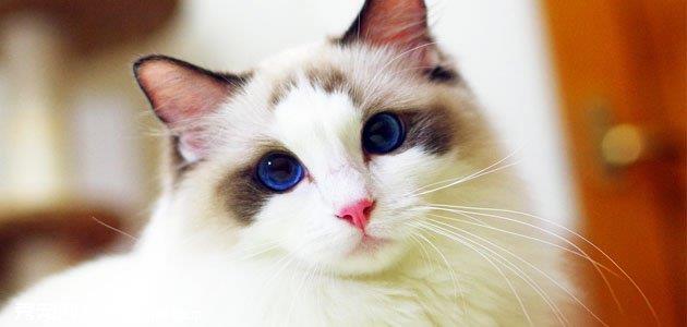 伯曼猫的喂养方法