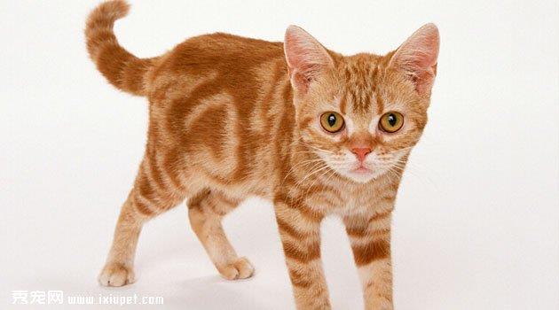 美国硬毛猫价格